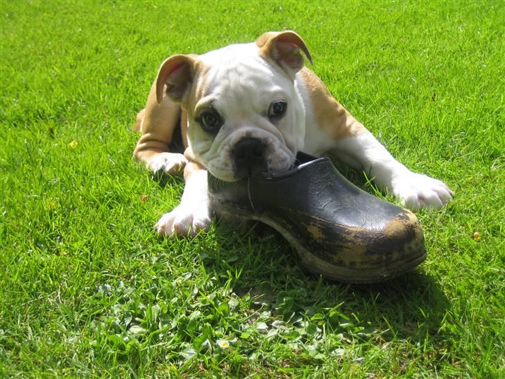 Engelsk bulldog tjalfe - tjalfe som lille hvalp :-) billede 2