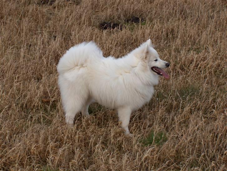 Japansk spids Kenzo billede 7