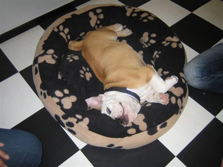 Engelsk bulldog tjalfe - tjalfe fjoller billede 3