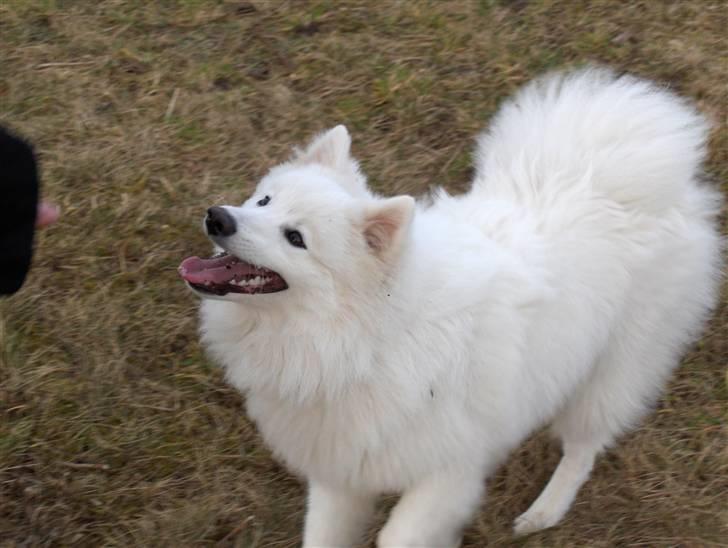 Japansk spids Kenzo billede 8