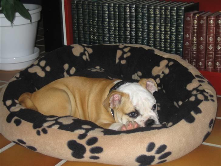 Engelsk bulldog tjalfe billede 4