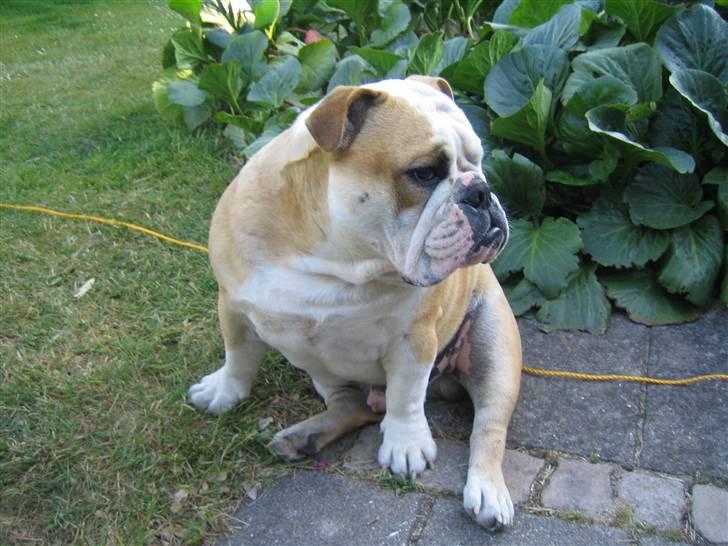 Engelsk bulldog tjalfe billede 5