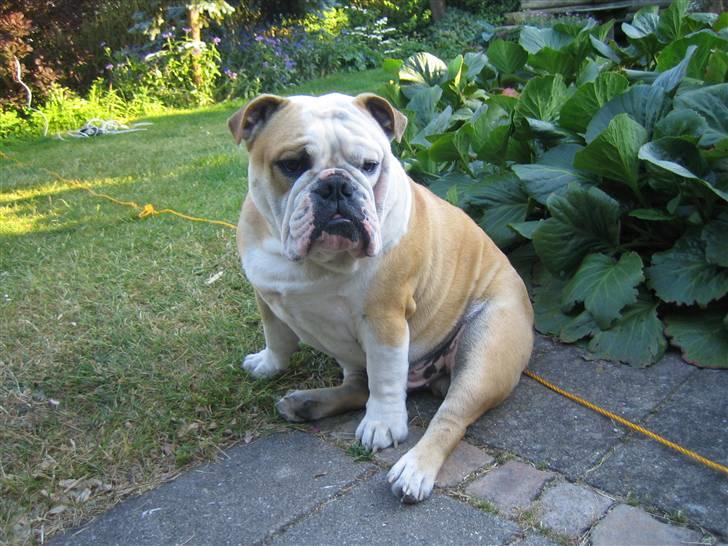 Engelsk bulldog tjalfe billede 6