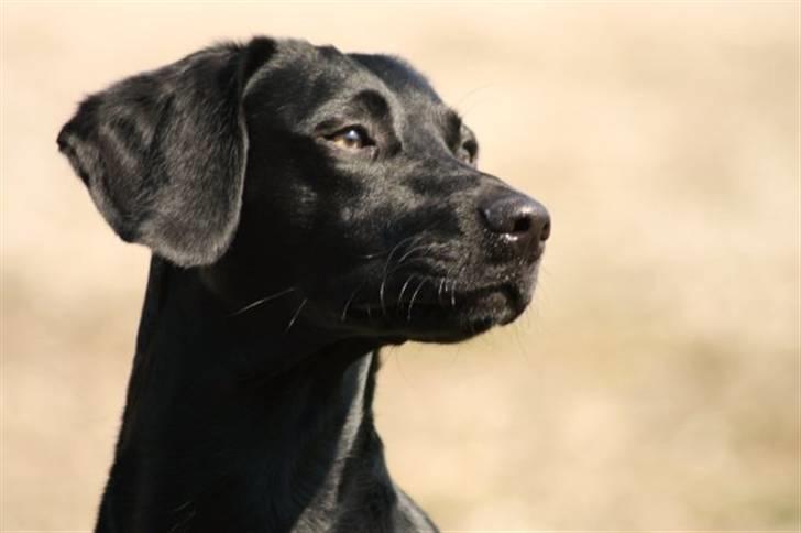 Blanding af racer Chang billede 1