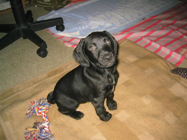 Blanding af racer Chang billede 2