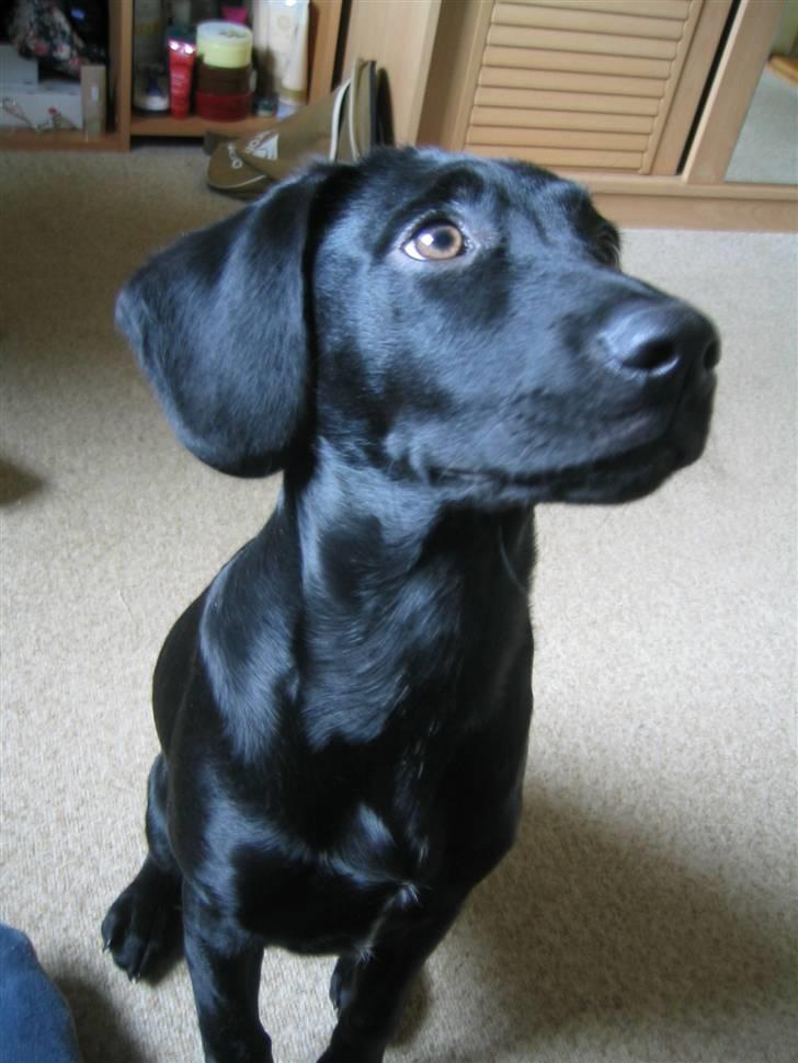 Blanding af racer Chang billede 3