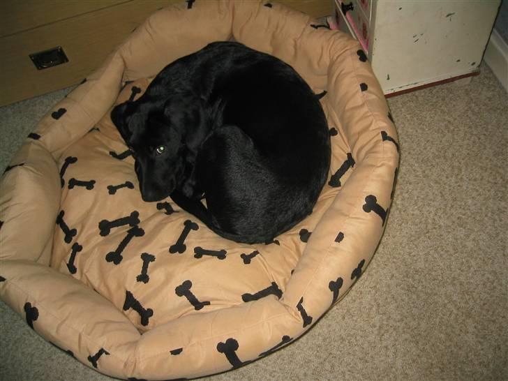 Blanding af racer Chang billede 4