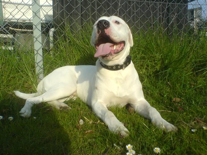 Amerikansk bulldog Lille Fede Knut billede 16