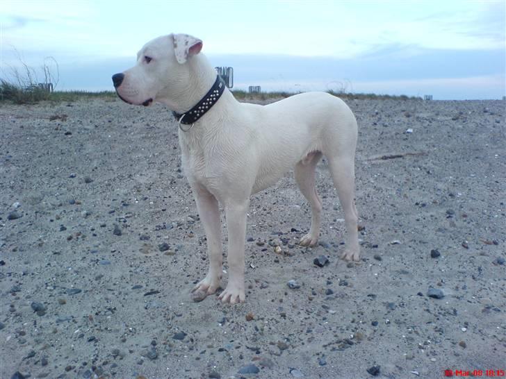 Amerikansk bulldog Lille Fede Knut billede 17