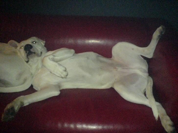 Amerikansk bulldog Lille Fede Knut billede 18