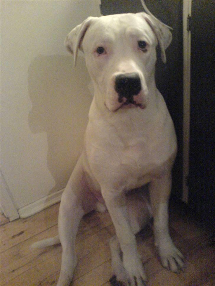 Amerikansk bulldog Lille Fede Knut billede 19