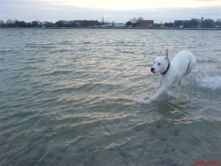 Amerikansk bulldog Lille Fede Knut billede 20