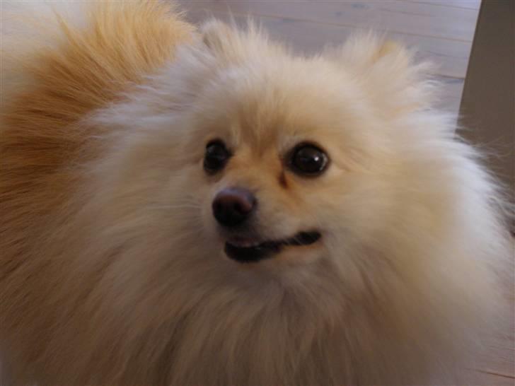 Pomeranian Chico billede 1