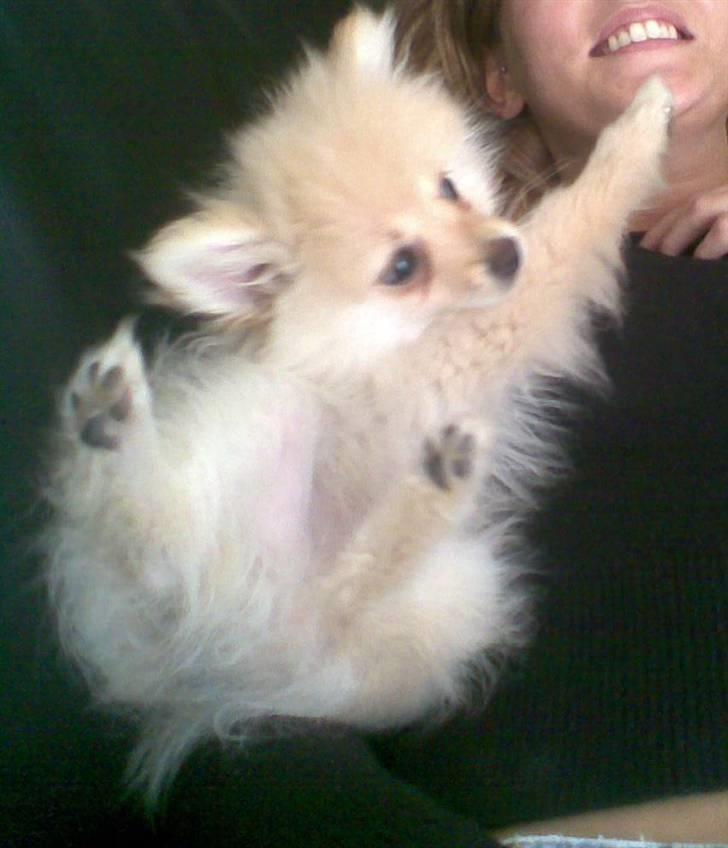 Pomeranian Chico - Hvalp billede 2