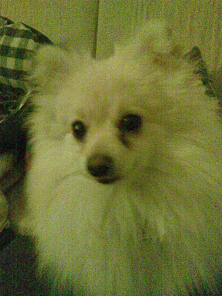 Pomeranian Chico billede 4
