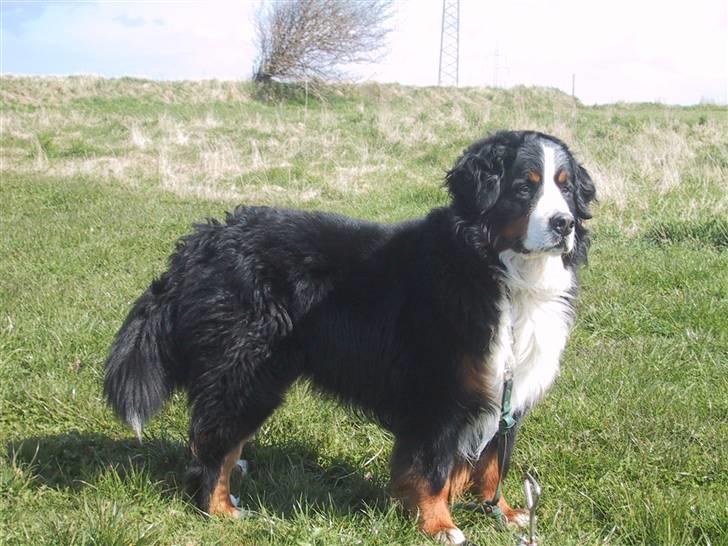 Berner sennenhund Macs- RIP billede 1