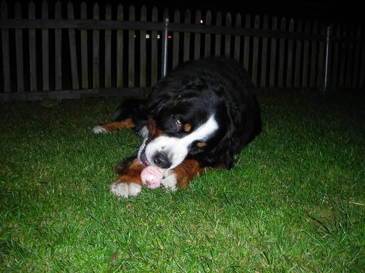 Berner sennenhund Macs- RIP billede 2
