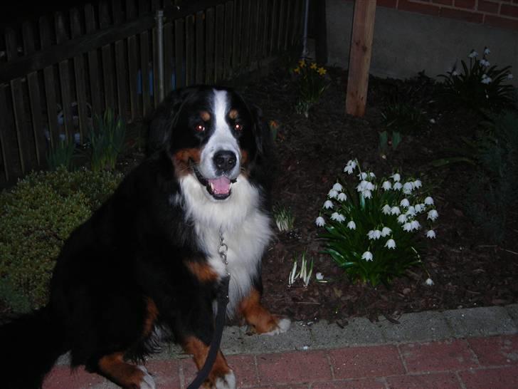 Berner sennenhund Macs- RIP billede 3