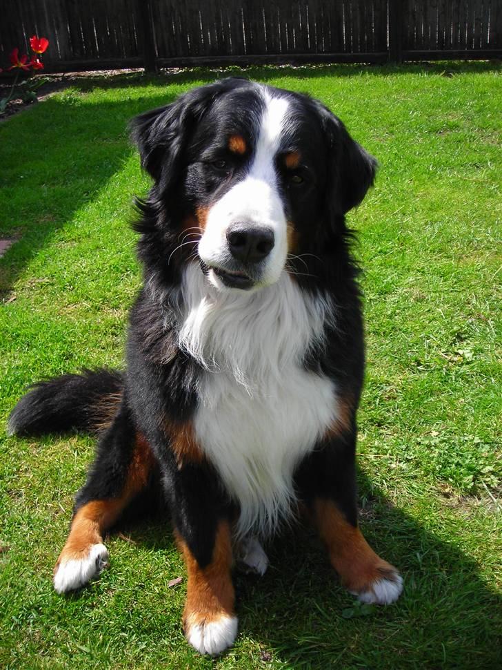 Berner sennenhund Macs- RIP billede 4