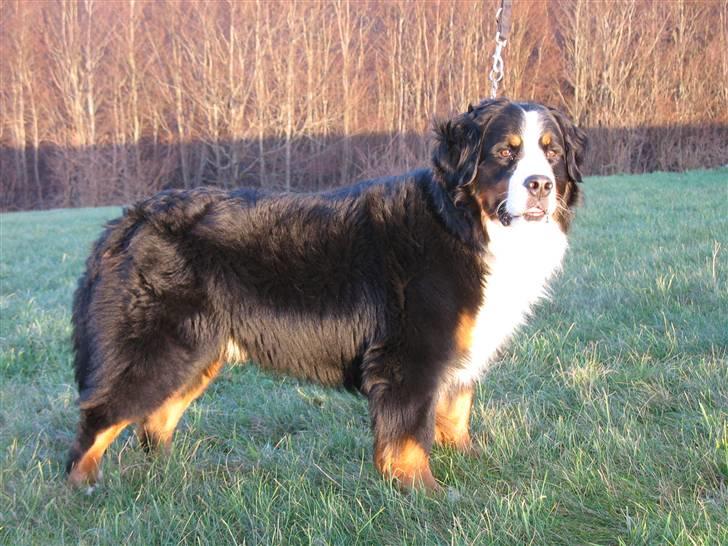Berner sennenhund Macs- RIP billede 5