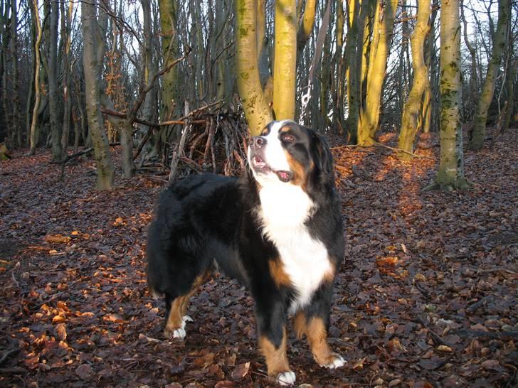 Berner sennenhund Macs- RIP billede 6