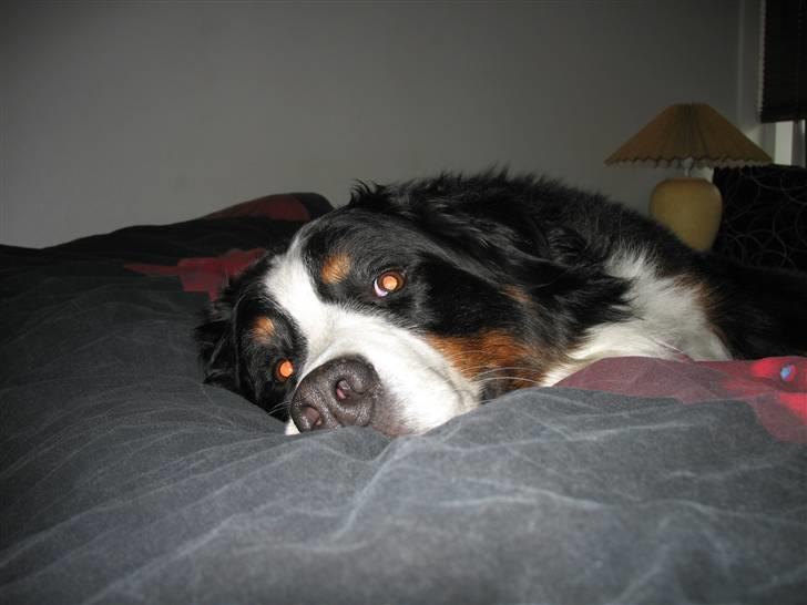 Berner sennenhund Macs- RIP billede 7