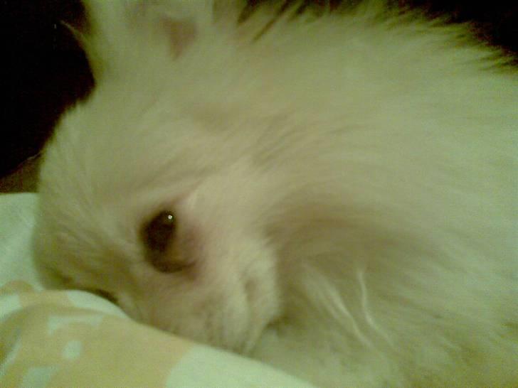 Pomeranian Chico billede 5