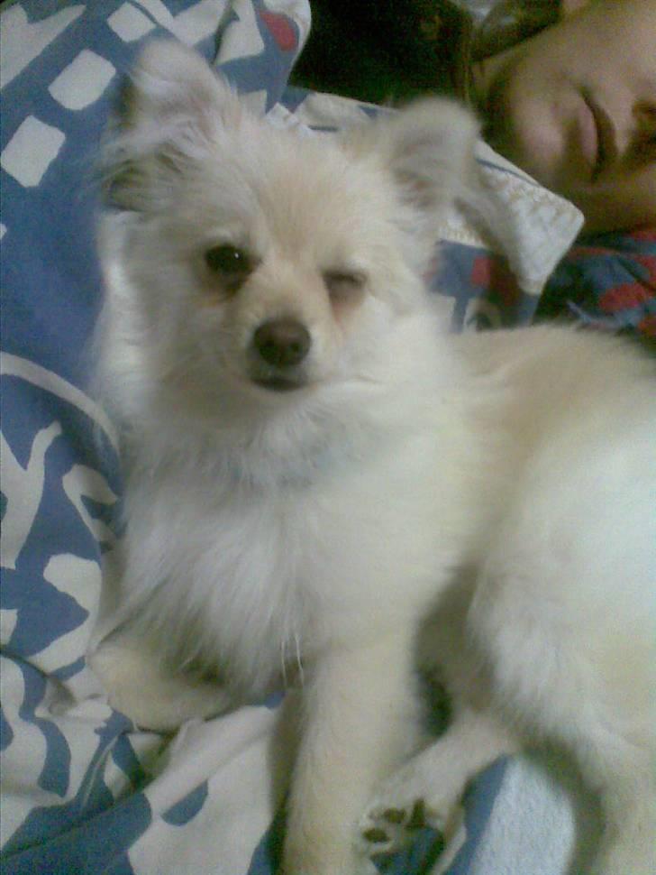 Pomeranian Chico - En ung Chico billede 6