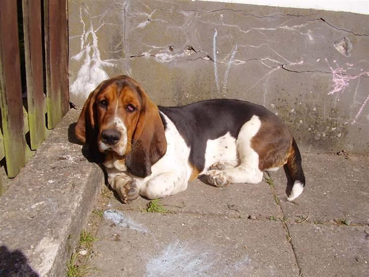 Basset hound Ludvig billede 16