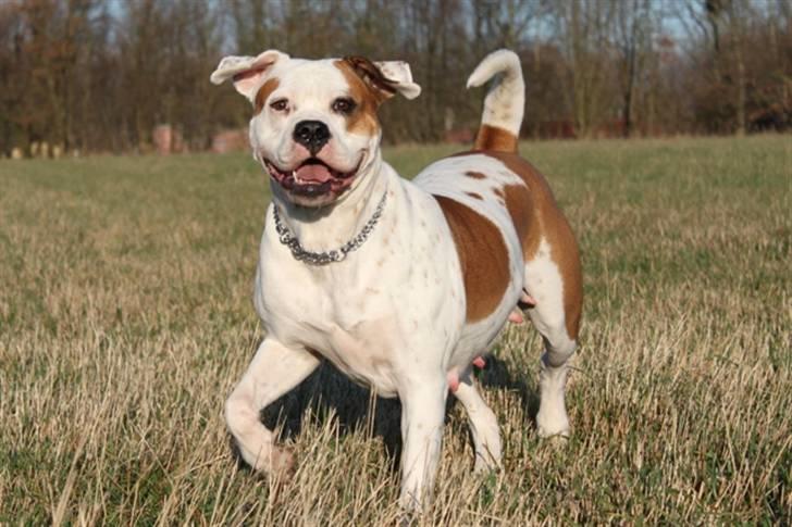 Amerikansk bulldog God Blesed Aschera R.I.P. 21/2 2011 - Aschera er altid lallet og glad c",)  billede 7