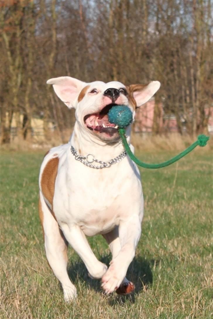 Amerikansk bulldog God Blesed Aschera R.I.P. 21/2 2011 - Hun elsker sin bold, den er det bedste der findes billede 8