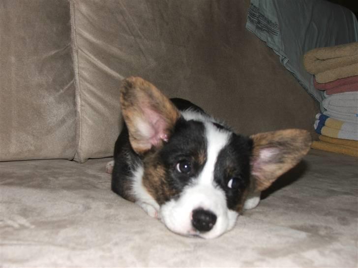 Welsh corgi cardigan Emma - 21. februar 2008 billede 7