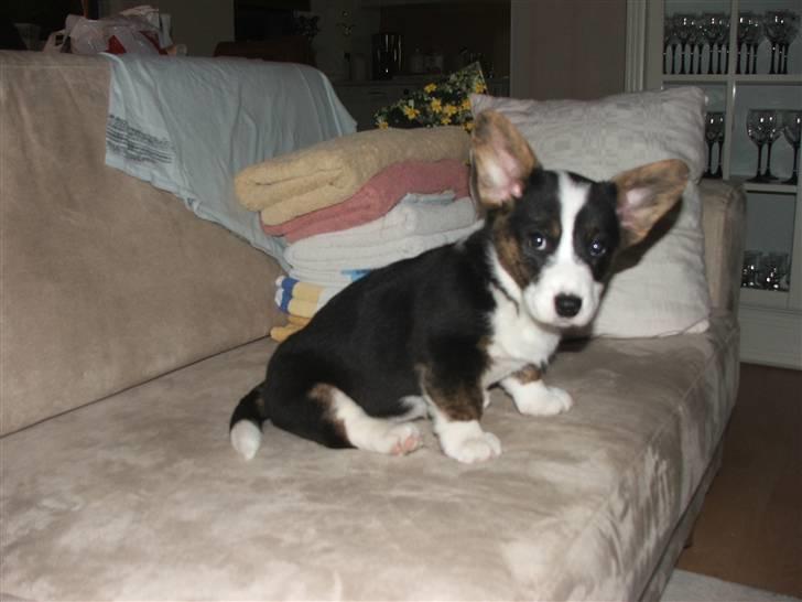 Welsh corgi cardigan Emma - 21. februar 2008 billede 8