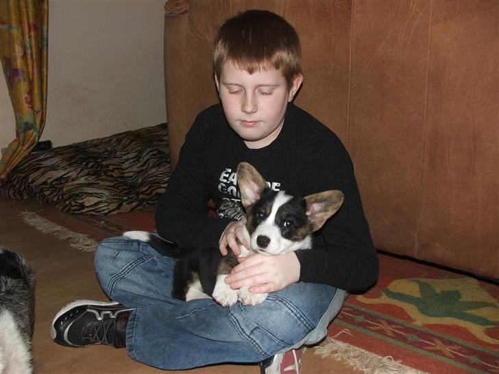 Welsh corgi cardigan Emma - 21. februar 2008 billede 9