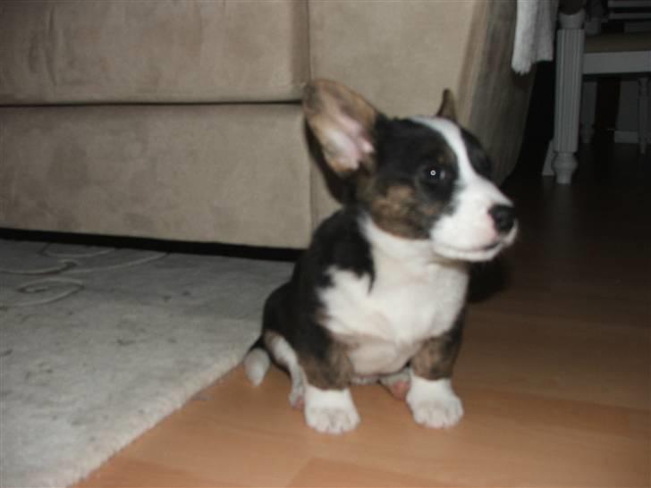 Welsh corgi cardigan Emma - 21. februar 2008 billede 10