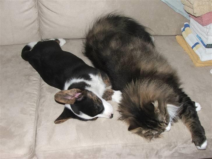 Welsh corgi cardigan Emma - 21. februar 2008 billede 11