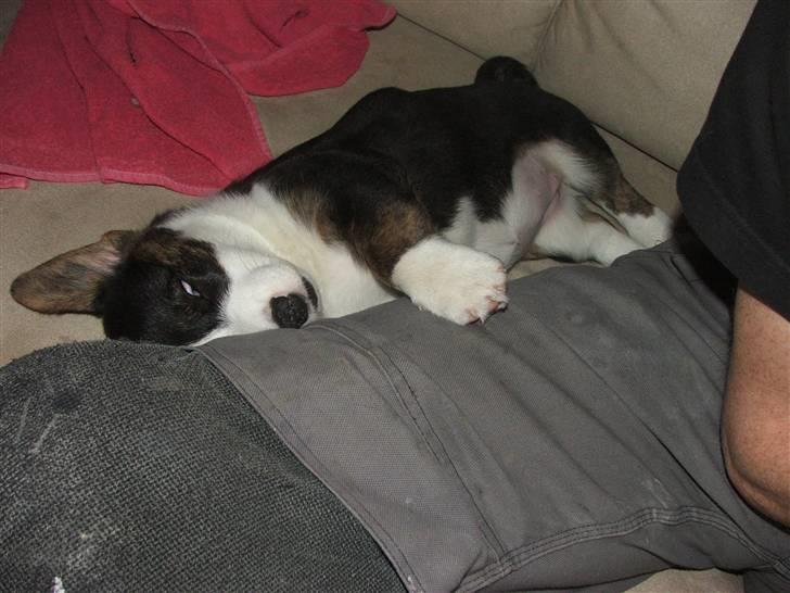 Welsh corgi cardigan Emma - 21. februar 2008 billede 12