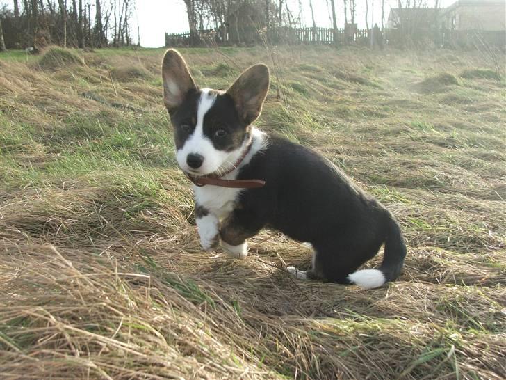 Welsh corgi cardigan Emma - 27. februar 2008 billede 13