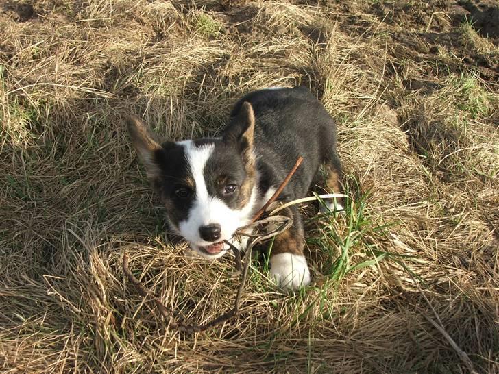 Welsh corgi cardigan Emma - 27. februar 2008 billede 14