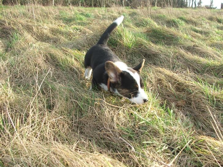 Welsh corgi cardigan Emma - 27. februar 2008 billede 15