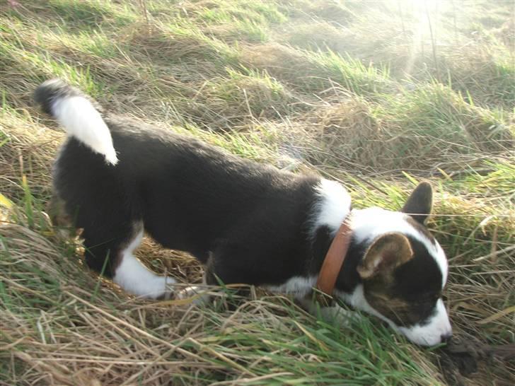 Welsh corgi cardigan Emma - 27. februar 2008 billede 16