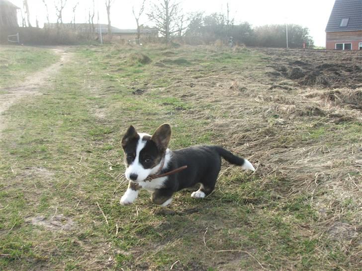 Welsh corgi cardigan Emma - 27. februar 2008 billede 17