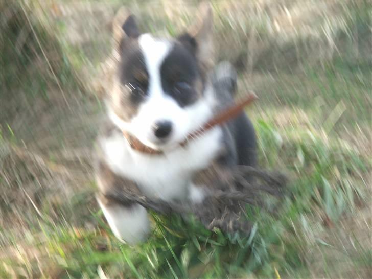 Welsh corgi cardigan Emma - 27. februar 2008 billede 18