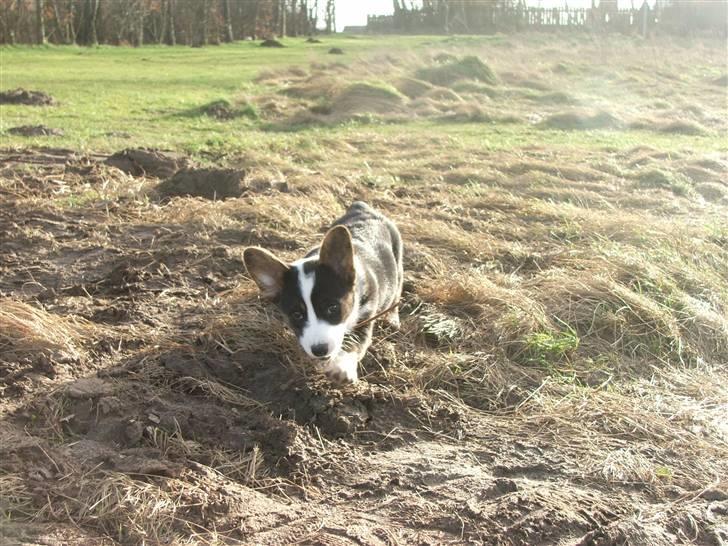 Welsh corgi cardigan Emma - 27. februar 2008 billede 19