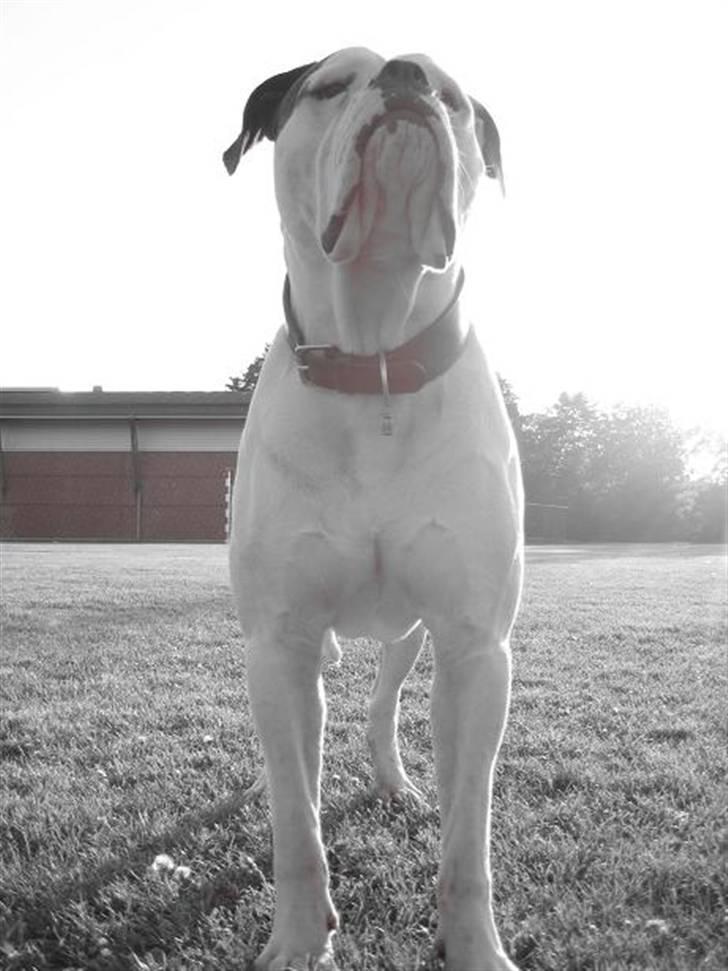 Amerikansk bulldog ben R.I.P 4/2-07-20/2-09 billede 12