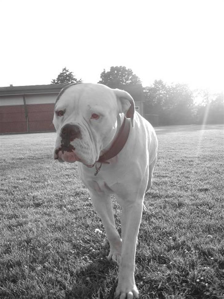 Amerikansk bulldog ben R.I.P 4/2-07-20/2-09 billede 13