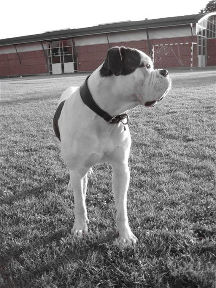 Amerikansk bulldog ben R.I.P 4/2-07-20/2-09 billede 14