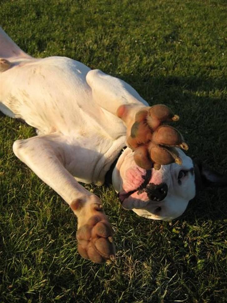 Amerikansk bulldog ben R.I.P 4/2-07-20/2-09 - ´ billede 15