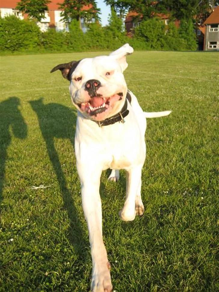 Amerikansk bulldog ben R.I.P 4/2-07-20/2-09 billede 16