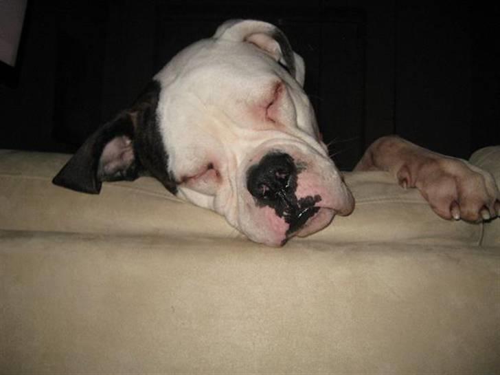 Amerikansk bulldog ben R.I.P 4/2-07-20/2-09 - nyt billede 17